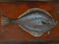 plie_hadock_sardines_003%20a.jpg